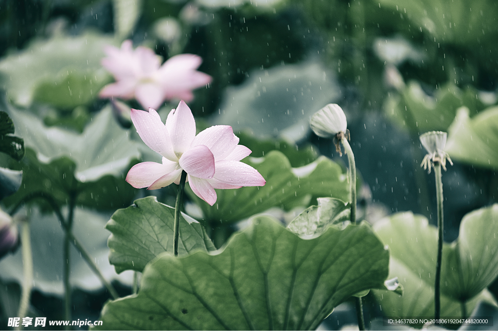 雨荷