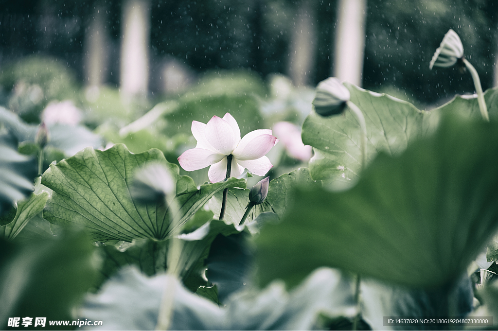 雨荷