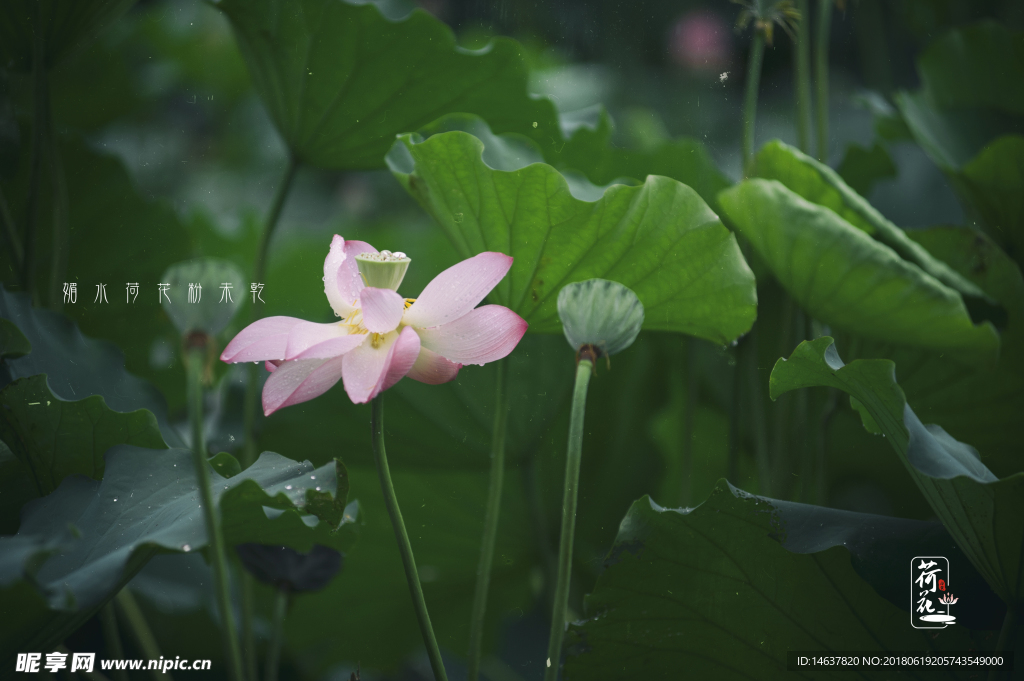 雨荷 下雨天 荷花 粉色 莲花