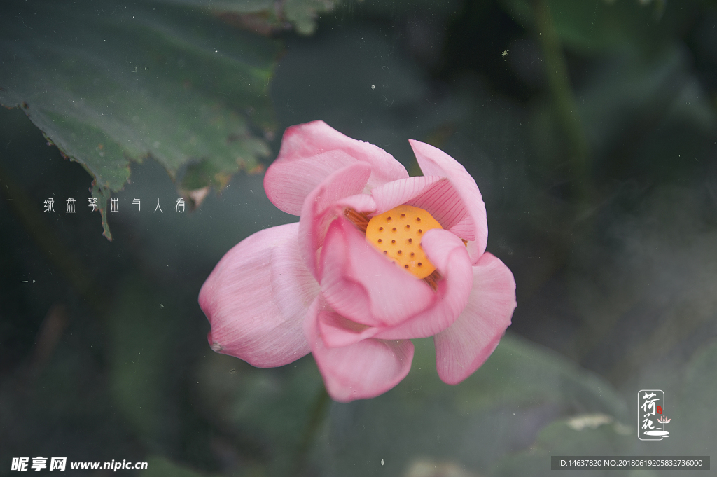 雨荷 下雨天 荷花 粉色 莲花