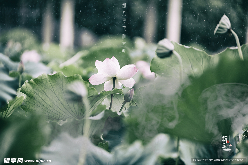 雨荷 下雨天 荷花 粉色 莲花