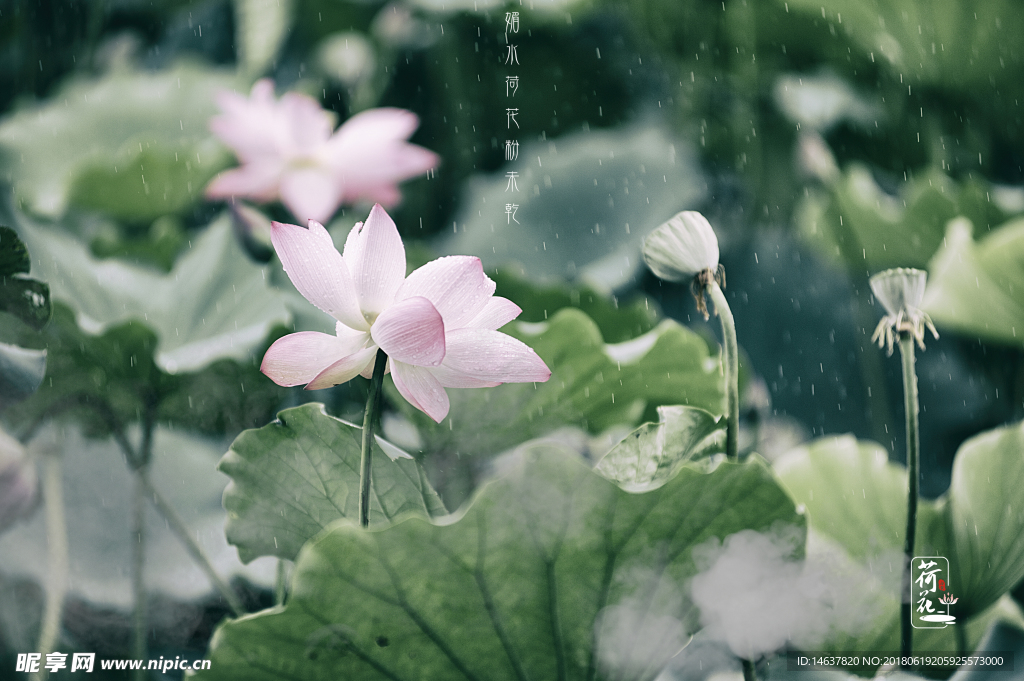 雨荷 下雨天 荷花 粉色 莲花