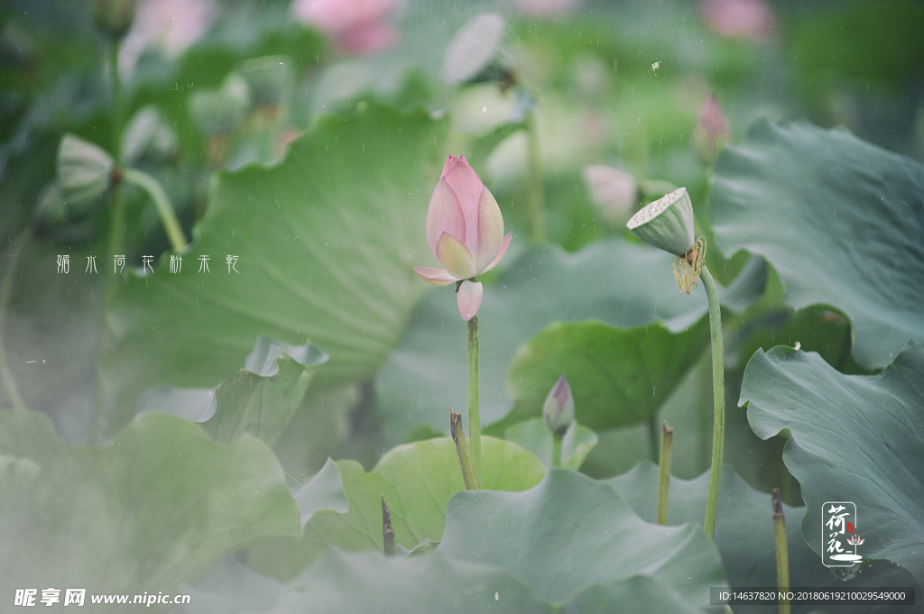 雨荷 下雨天 荷花 粉色 莲花