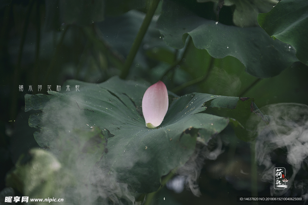 雨荷 下雨天 荷花 粉色 莲花