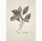 素描植物绘画