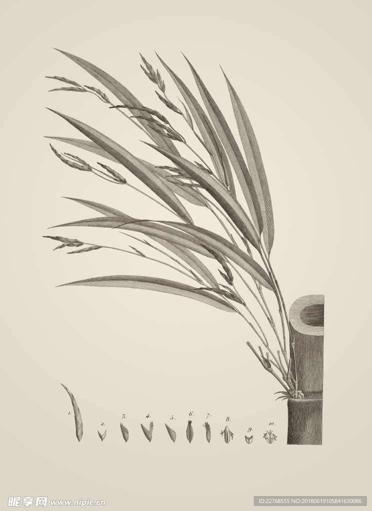 素描植物绘画