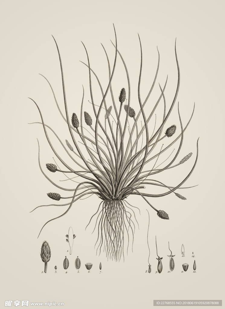 素描植物绘画