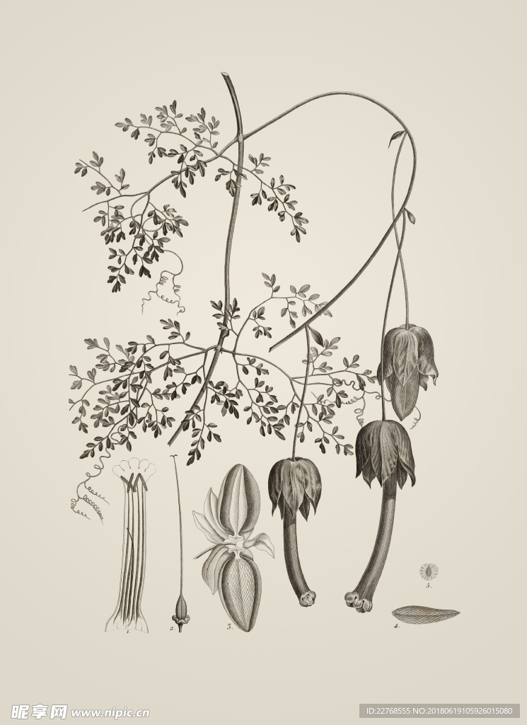 素描植物绘画
