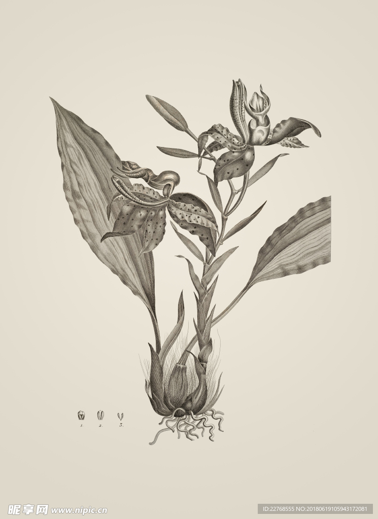 素描植物绘画