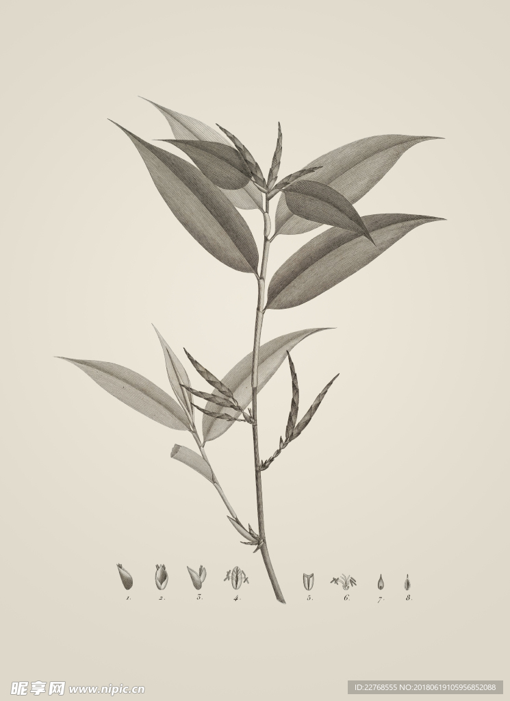 素描植物绘画