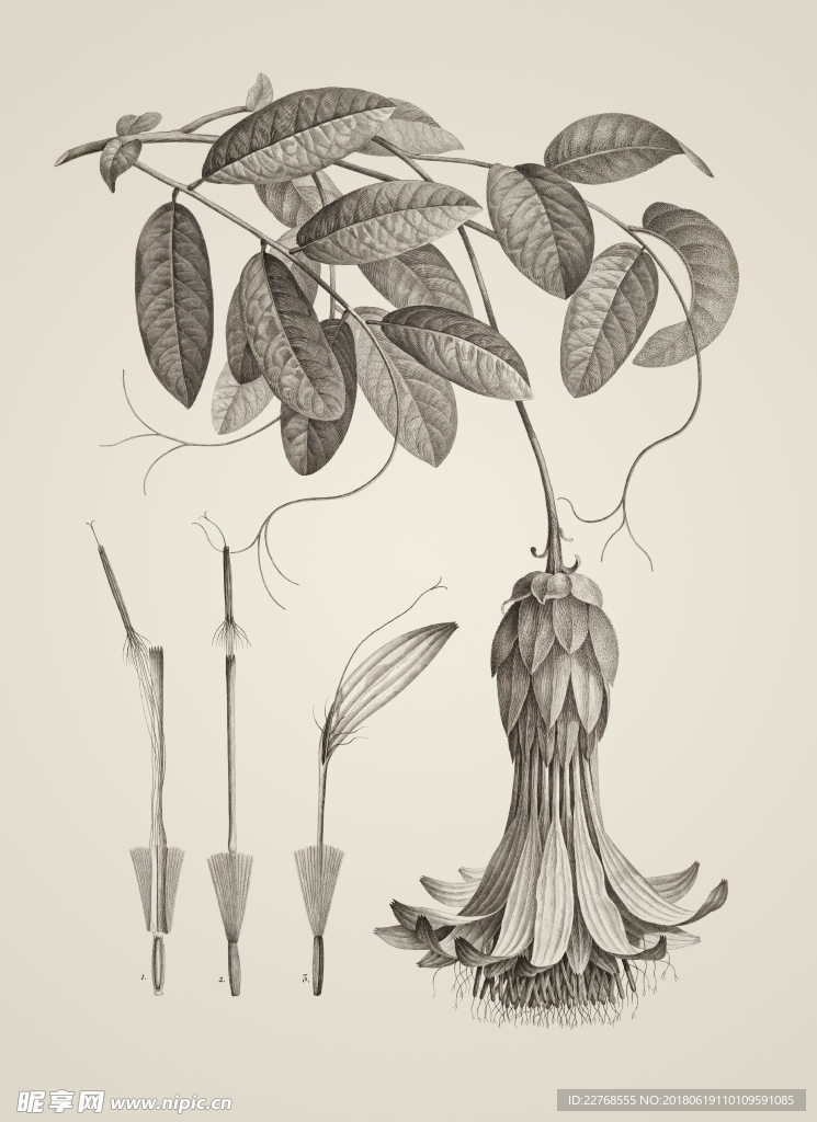 素描植物绘画