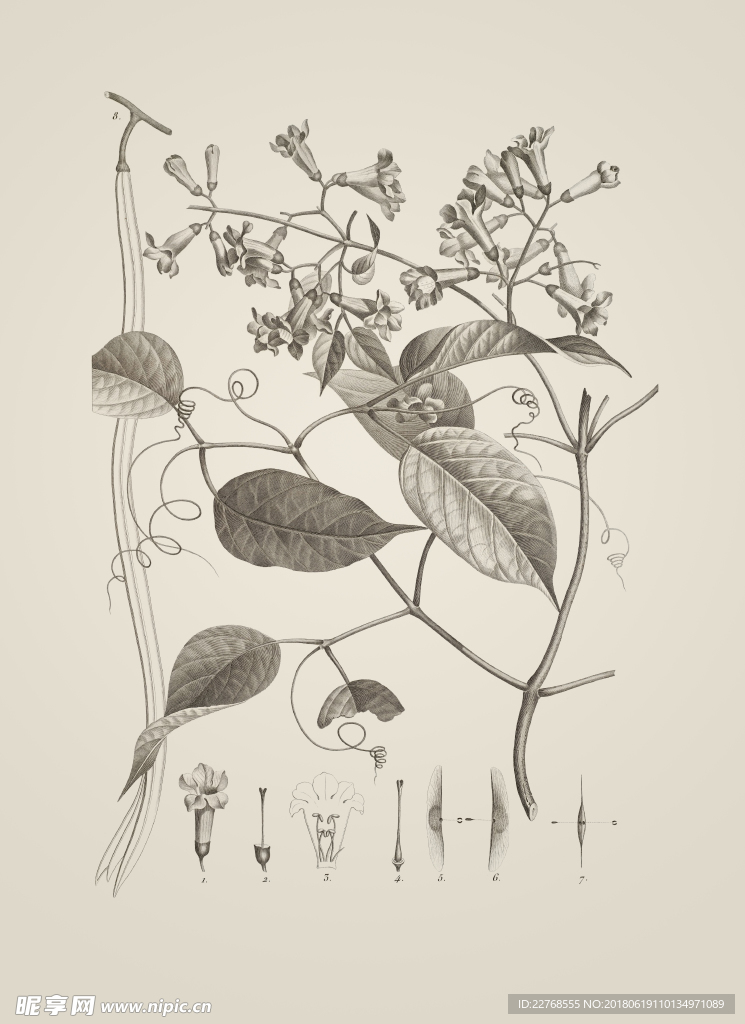素描植物绘画