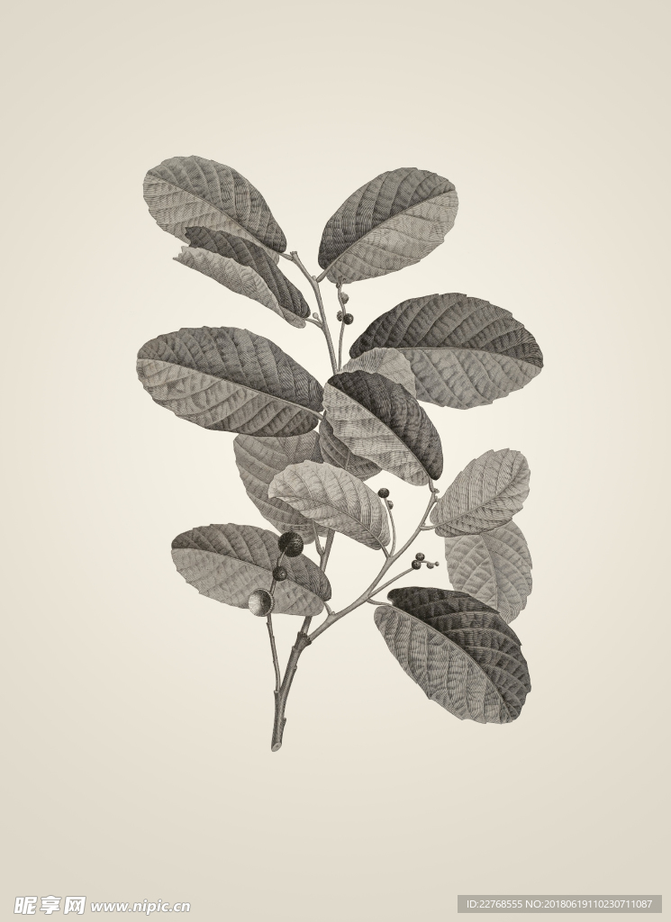 素描植物绘画