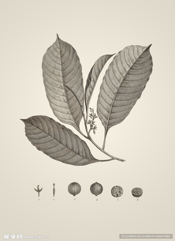 素描植物绘画
