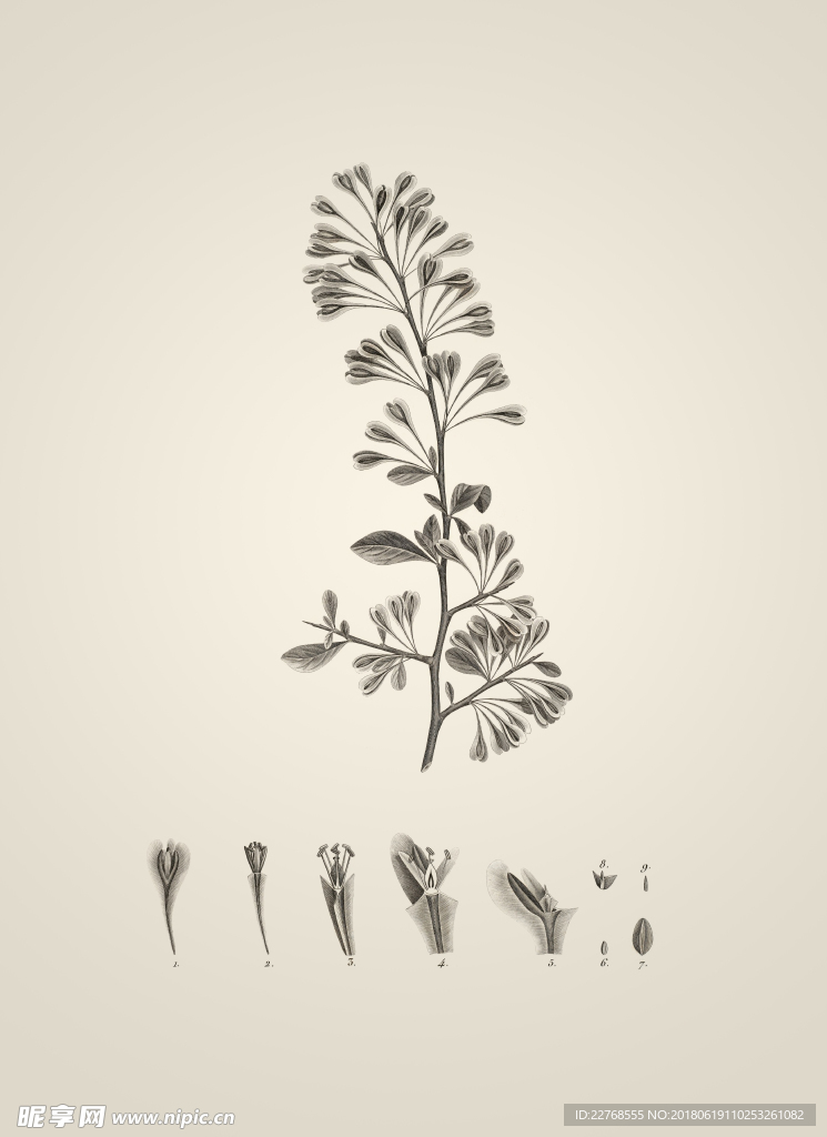 素描植物绘画