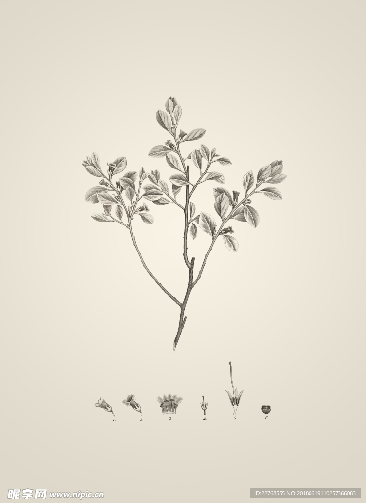 素描植物绘画