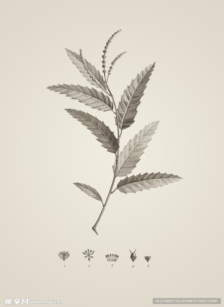 素描植物绘画