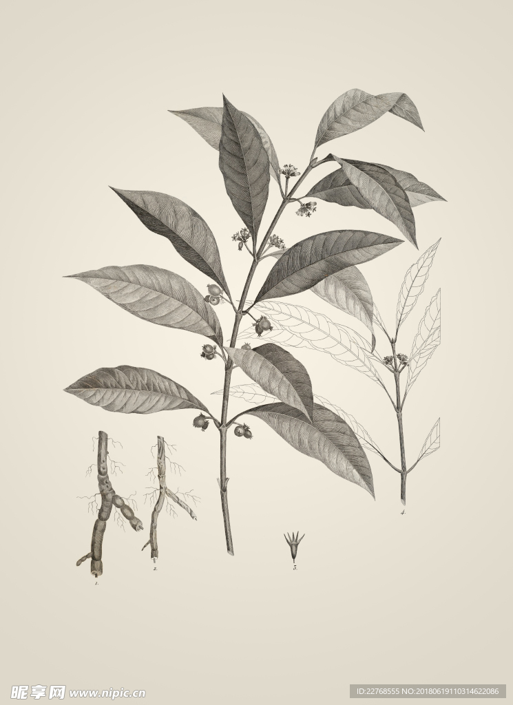 素描植物绘画