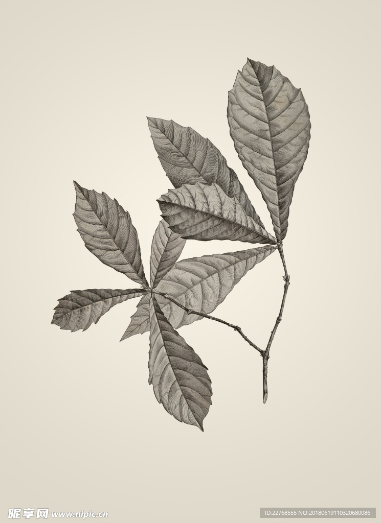 素描植物绘画