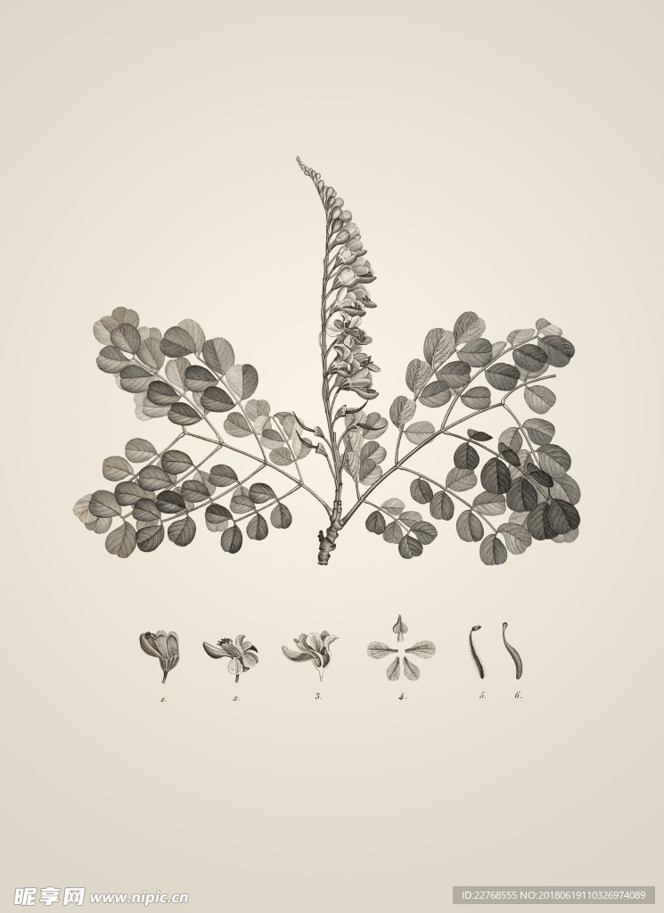 素描植物绘画