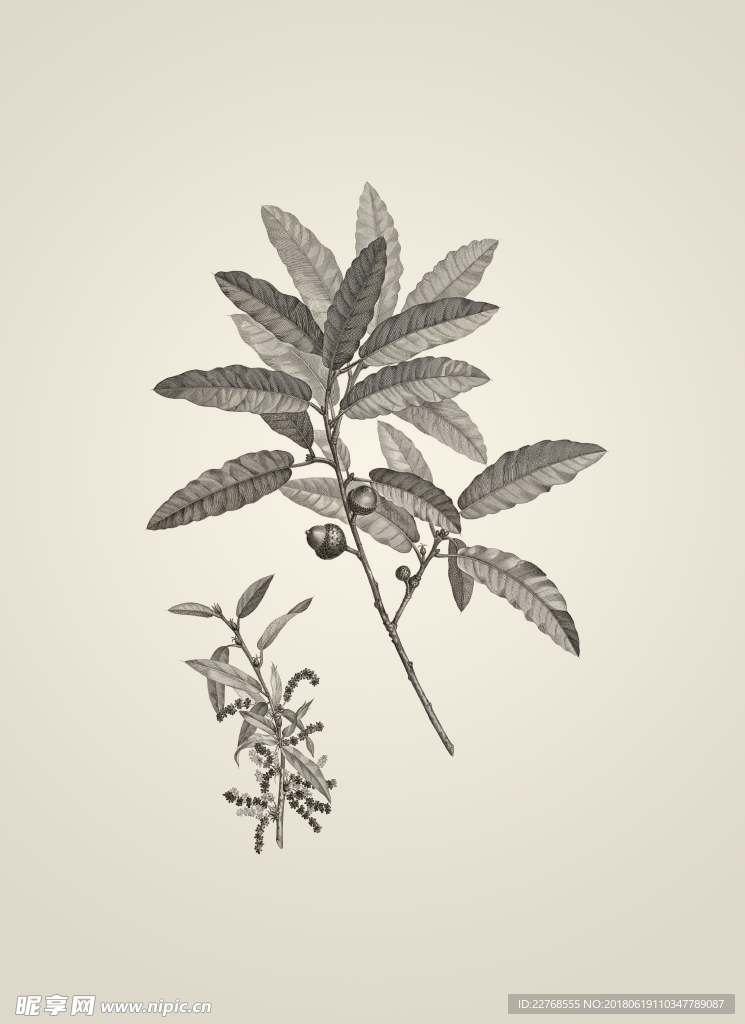 素描植物绘画