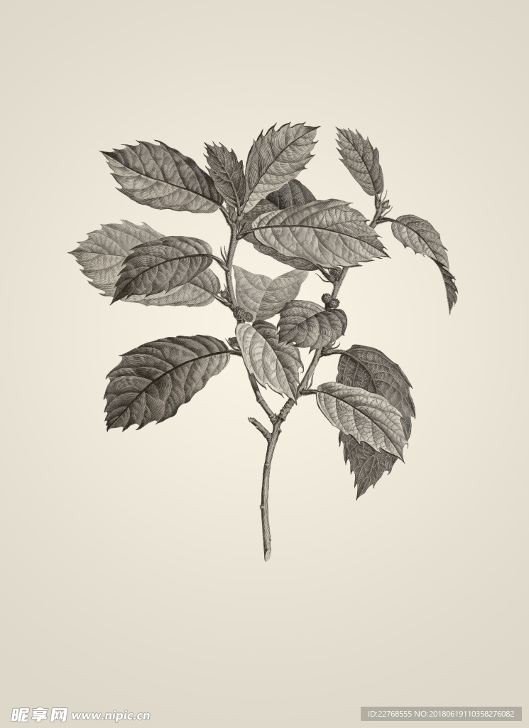 素描植物绘画