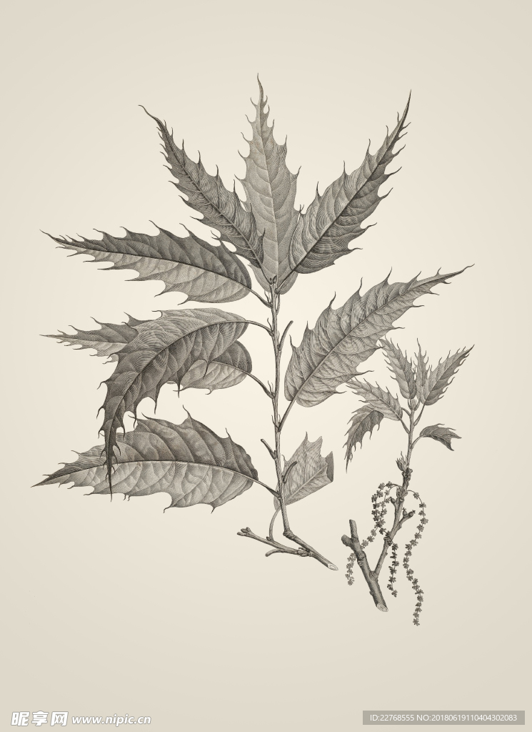 素描植物绘画