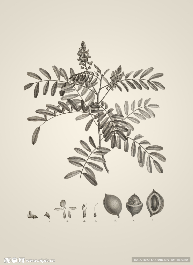 素描植物绘画