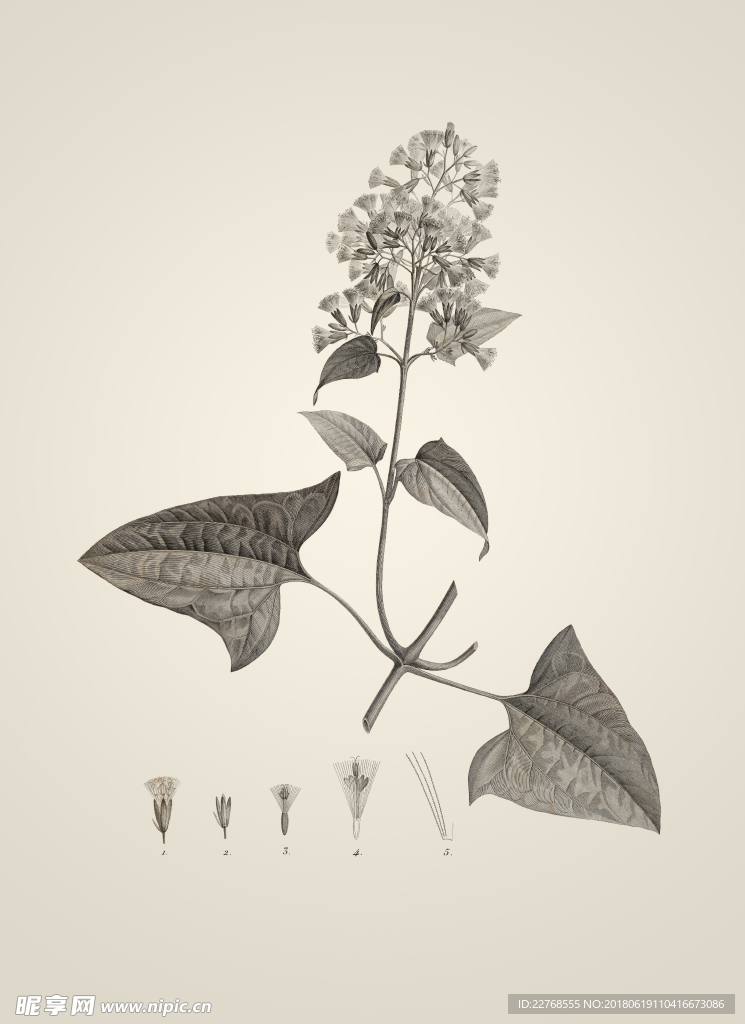 素描植物绘画