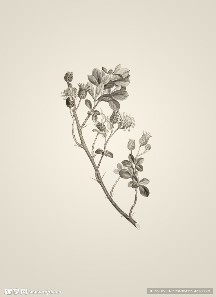 素描植物绘画