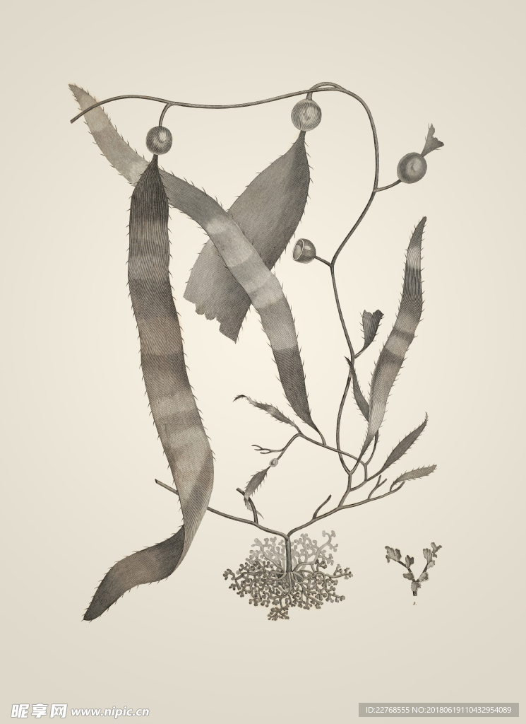 素描植物绘画