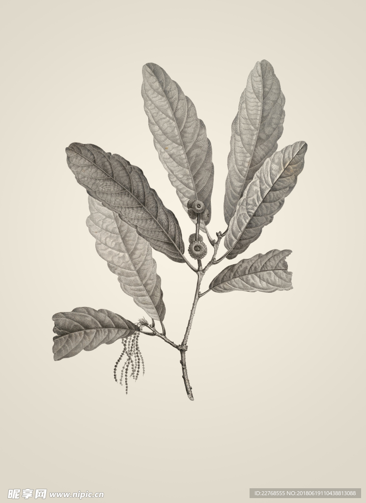 素描植物绘画