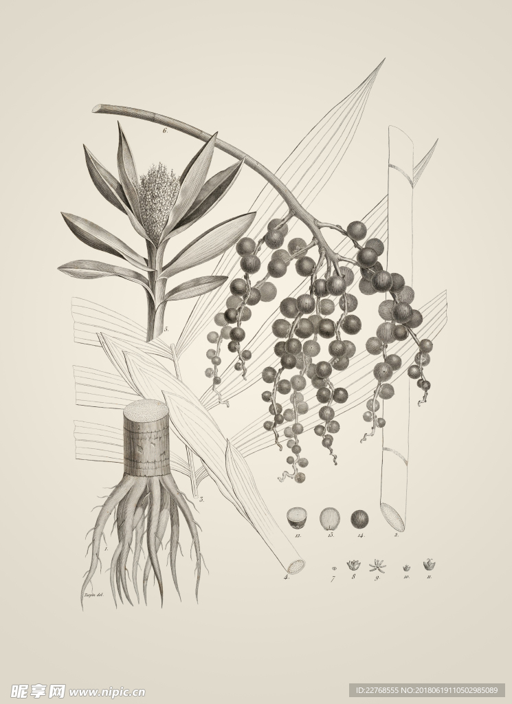 素描植物绘画