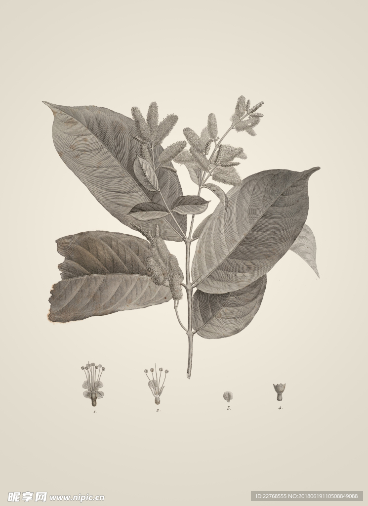 素描植物绘画