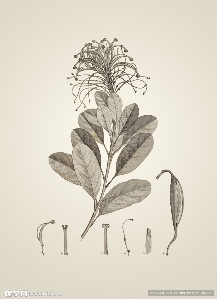 素描植物绘画