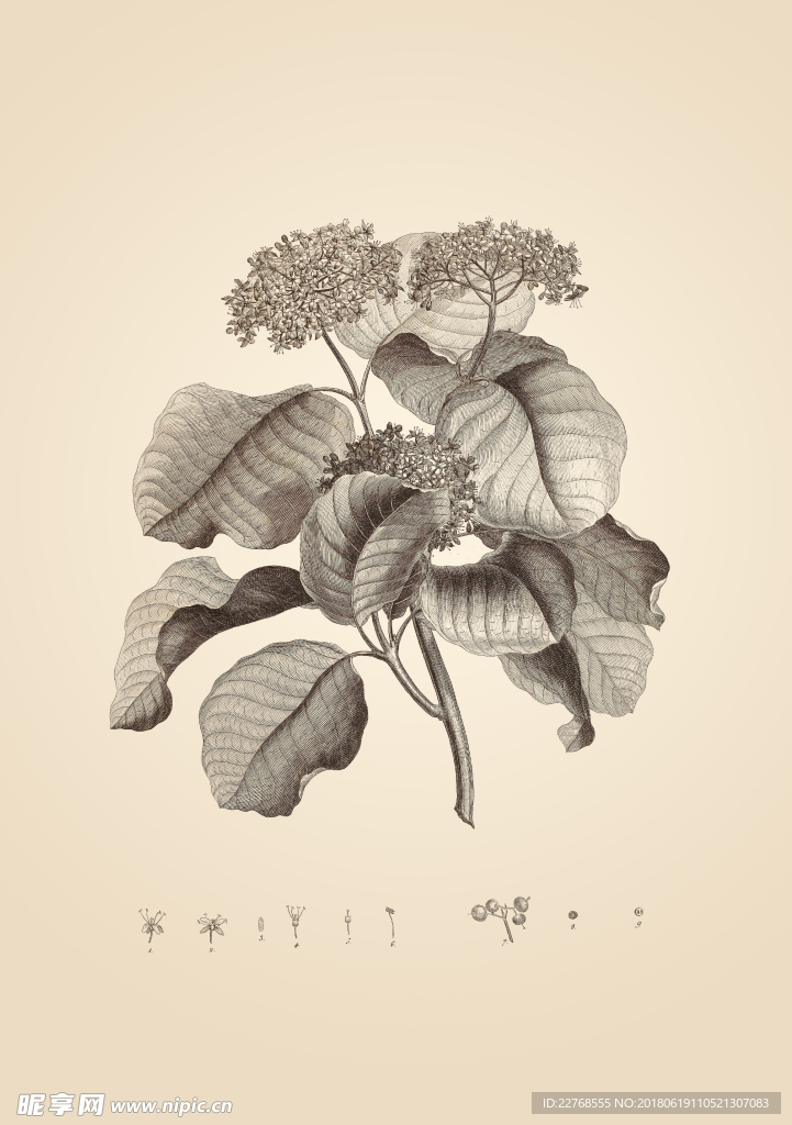 素描植物绘画