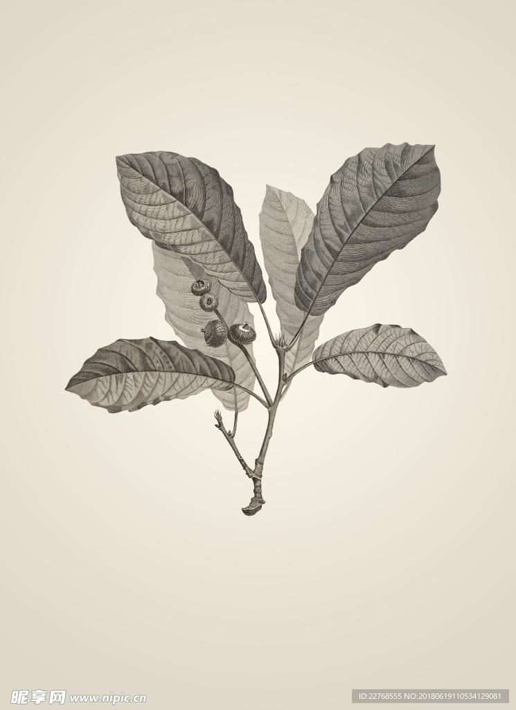素描植物绘画