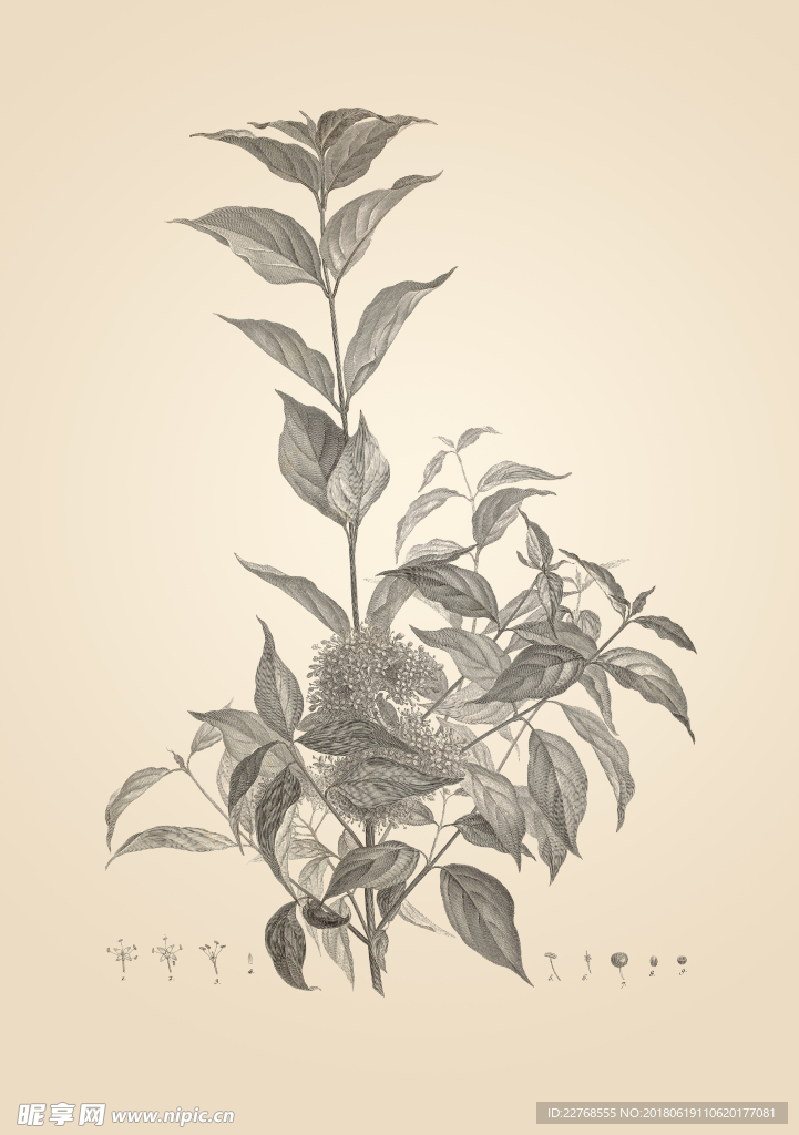 素描植物绘画