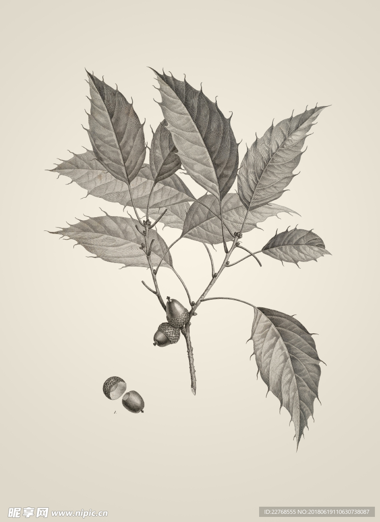 素描植物绘画