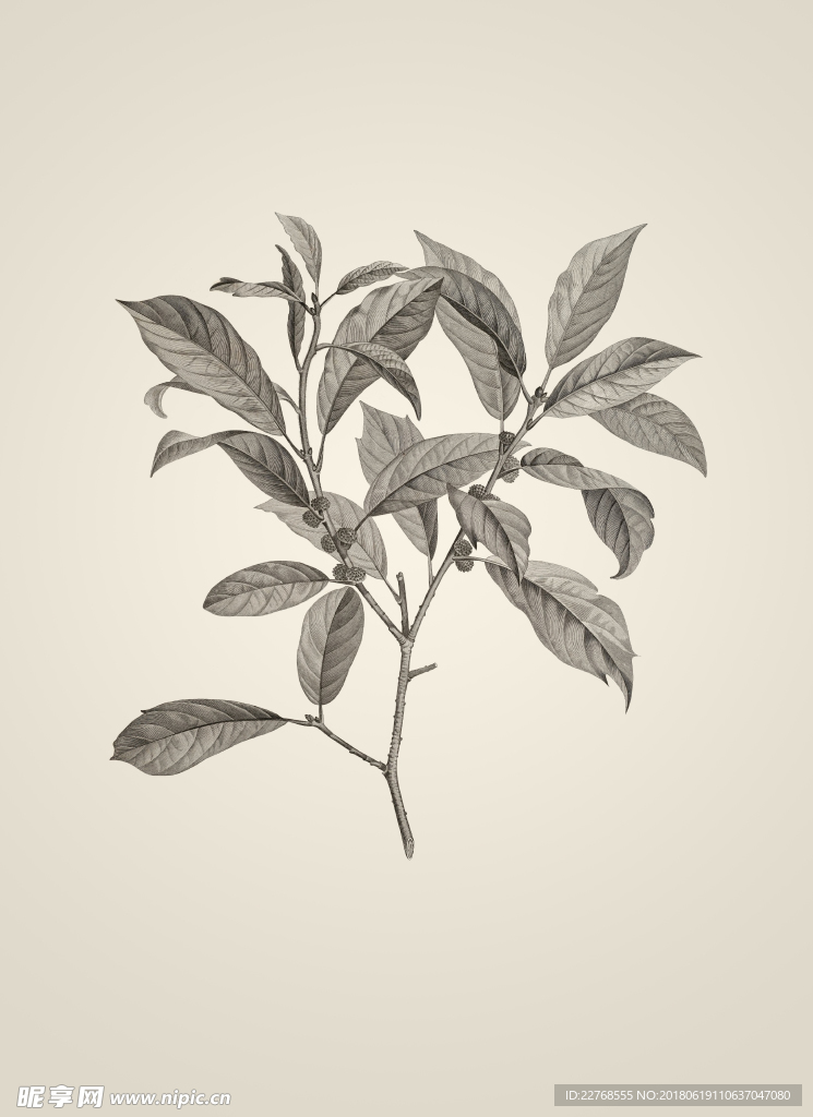 素描植物绘画