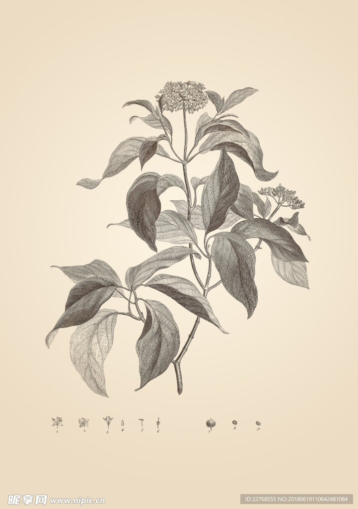 素描植物绘画