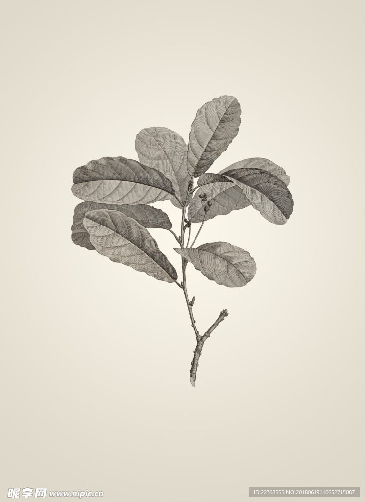 素描植物绘画