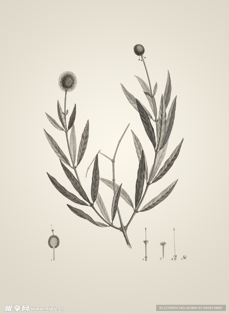 素描植物绘画