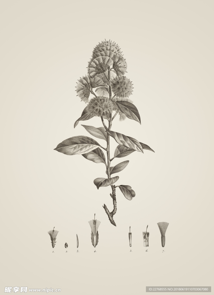素描植物绘画