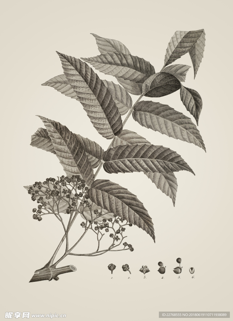 素描植物绘画