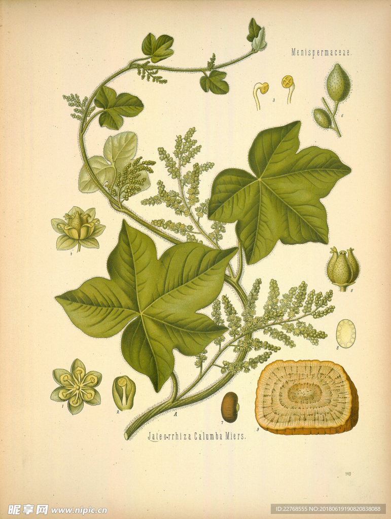 植物绘画