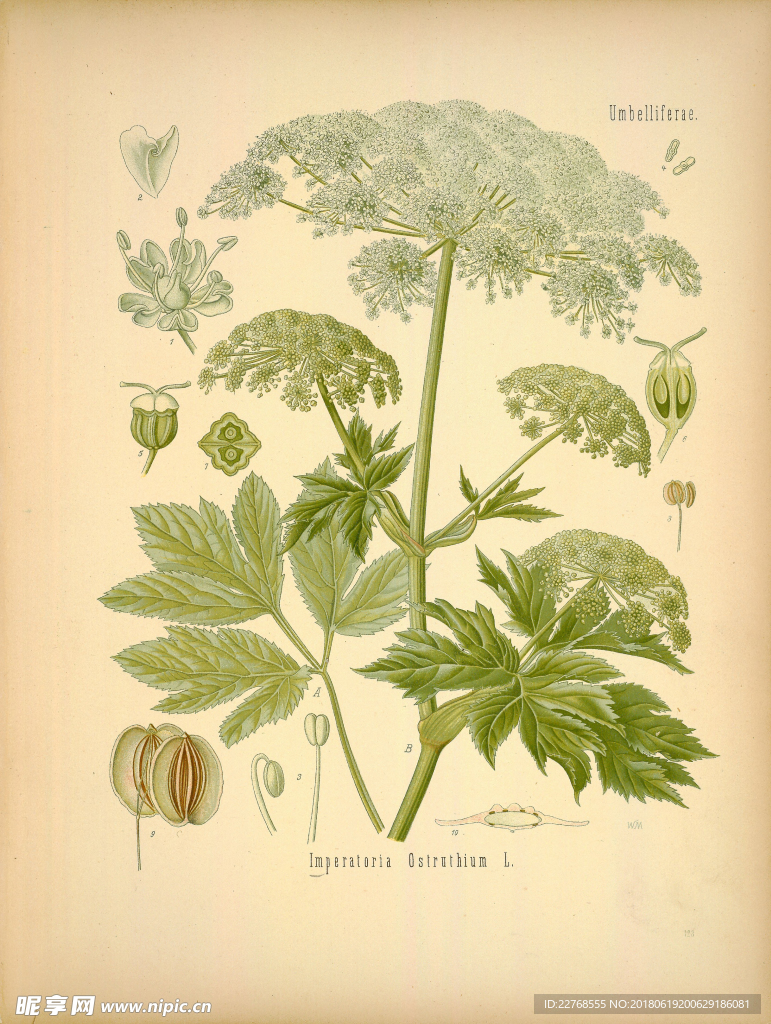 植物绘画