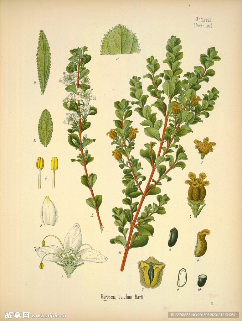 植物绘画