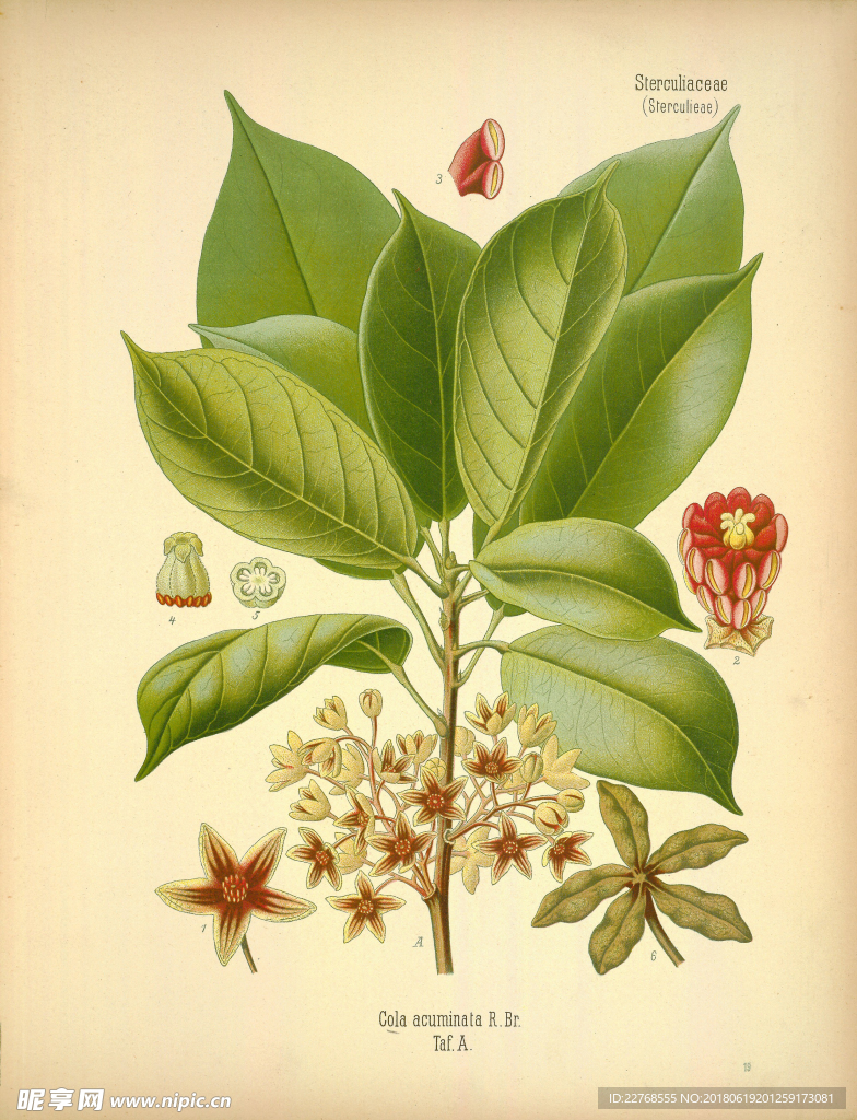 植物绘画