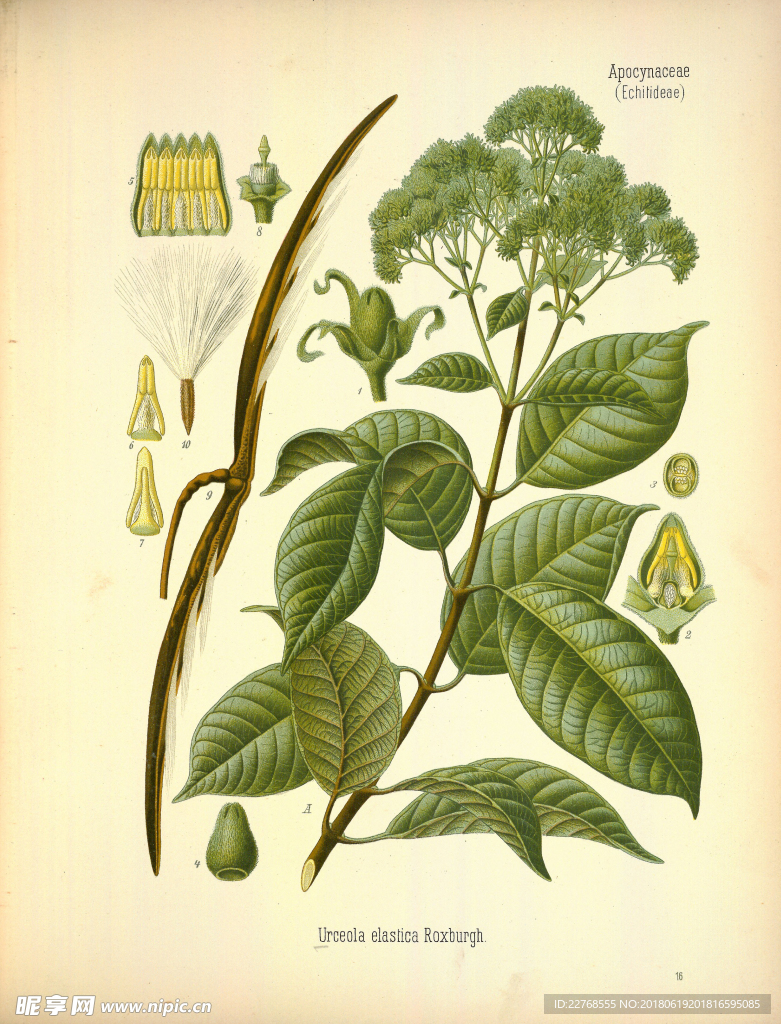植物绘画